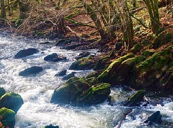 Tour Wandern Rochefort - Belvaux - Les Bouvreuils - Les rapides de la Lesse - Photo