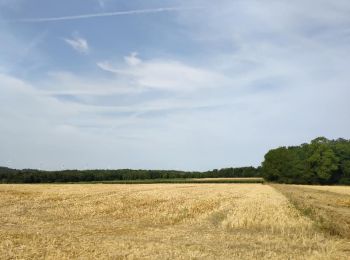 Randonnée Marche Essômes-sur-Marne - Crogis du 22-07-2023 - Photo