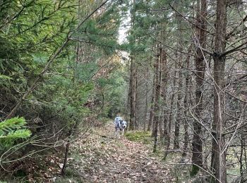 Trail Walking Neufchâteau - Hosseuse  - Photo