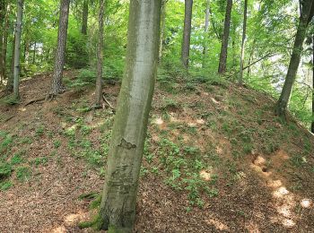 Tocht Te voet Simmelsdorf - Simmelsdorfer Rundwanderweg Gelb 8 - Photo