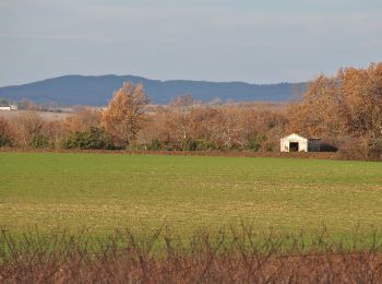 Randonnée Marche Villeneuve-sur-Vère - Boucle Villeneuve-sur-Vere/Roumanou - Photo