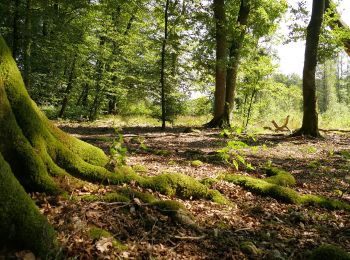 Randonnée Moteur Tenneville - Tenneville Découvertes - Histoires d'Arbres - Photo