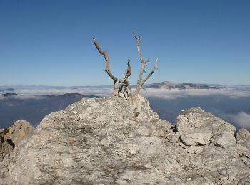 Trail On foot Tarvisio - IT-518 - Photo