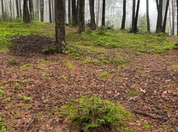 Tour Wandern Baselga di Piné - Prova bagno di foresta - Photo