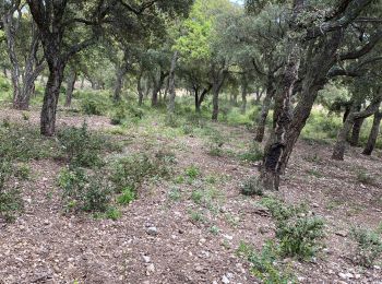 Randonnée Marche Grimaud - Beauvallon. Plan de la tour et retour  - Photo