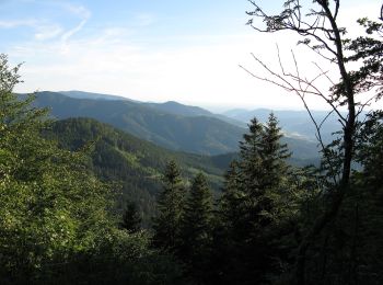 Trail On foot Elzach - Wolfsgrube - Unterer Schönbuhl - Photo