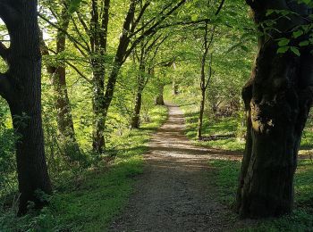 Percorso A piedi Dersau - Rundweg Nehmtener Horn - Photo