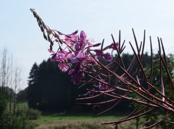 Randonnée A pied Ellscheid - HeimatSpur Antoniusweg - Photo