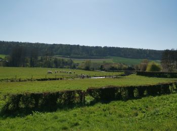 Randonnée Marche Dampierre-Saint-Nicolas - Dampierre st Nicolas bois de Pimont freulleville  - Photo