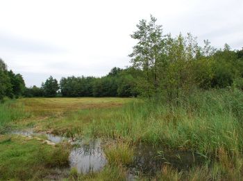 Randonnée A pied Epe - Welkom op Tongerense Heide en Wisselse Veen! Rode route - Photo