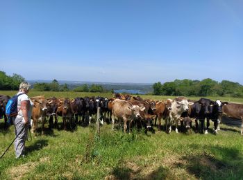 Randonnée Marche Landévennec - Landévennec  - Photo