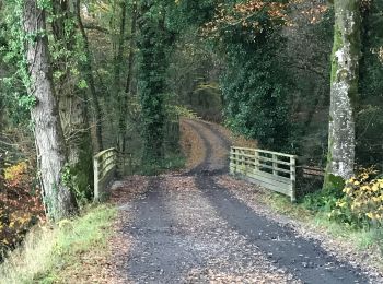 Trail Walking Châteaubourg - 29.11.2019 - Étang et forêt CORBIÈRE à Chateaubourg - Photo