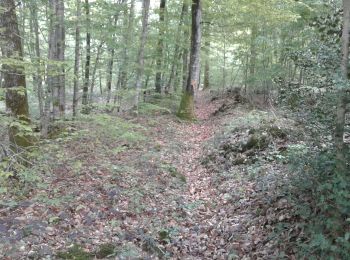 Tour Wandern Saint-Phal - Chenu-Puiseaux 14km le 03/05/2019 - Photo