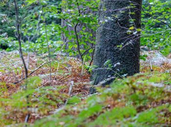 Trail On foot Haltern am See - Vogelsheide Rundweg A1 - Photo