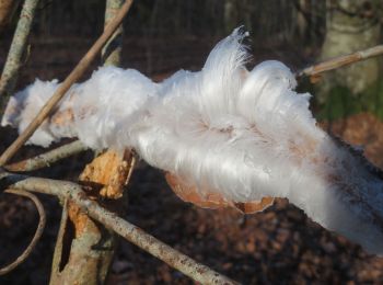 Randonnée Marche Bouilly - Balade dans les bois - Photo