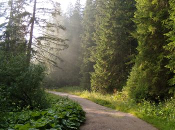 Trail On foot Gheorgheni - Valea Cupaș - Șaua Niergheș - Photo