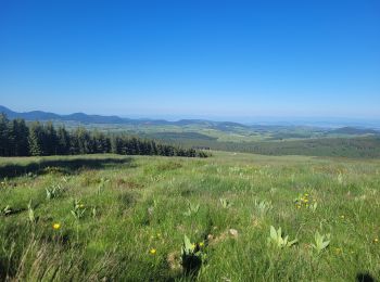 Excursión Senderismo Saulzet-le-Froid - 280522 Ferme de la tâche / Lac de Servière  - Photo