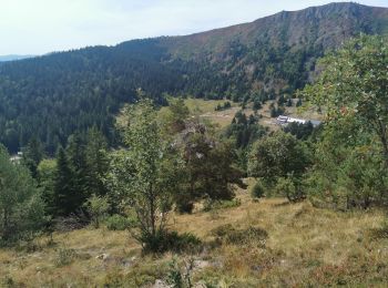 Randonnée Marche Le Valtin - lac Vert lac des truites. - Photo