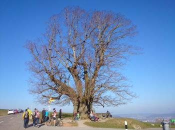 Tour Zu Fuß Bözberg - Linn - Effingen - Photo