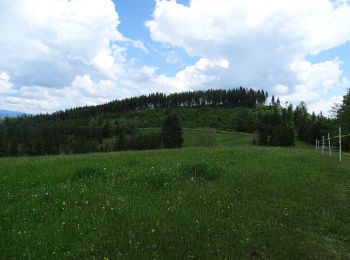 Tocht Te voet Stiwoll - Wanderweg 1 - Photo