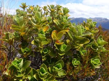 Tocht Te voet Fiordland Community - Borland Road to Monowai Hut - Photo