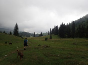 Tour Zu Fuß  - Complex turistic Padiș - Măgura Vânătă - Șaua Vărășoaia - Photo