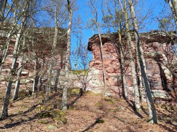 Randonnée Marche Sturzelbronn - sturenbron alsace - Photo