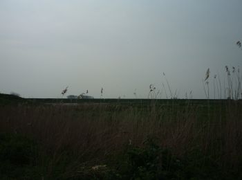 Percorso A piedi Hoeksche Waard - Gele wandelroute - Photo