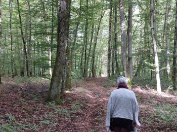 Randonnée Marche Capavenir-Vosges - Forêt Domevre - Photo