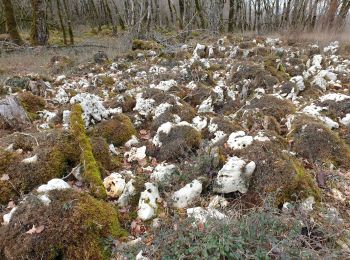 Randonnée Marche Chasteaux - 19 forêt Couzage  - Photo