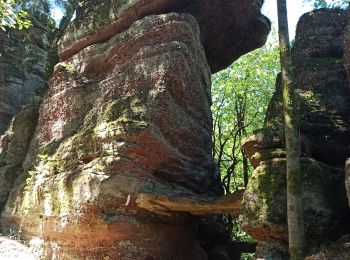 Tour Mountainbike Celles-sur-Plaine - Celles sur Plaine - Photo