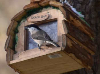 Trail Walking Trois-Ponts - 20211112 - TOTEMUS TroIS-Ponts 5.7 Km - Photo