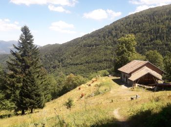 Randonnée Marche Mollau - le rimbachkopf depuis Mollau - Photo