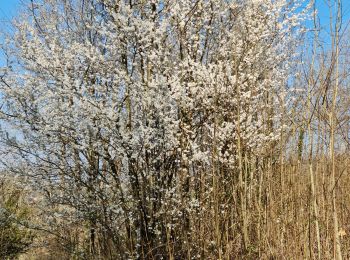 Tour Wandern Luffendorf - Sortie les Copains d'abord.. 24/03/2022 - Photo