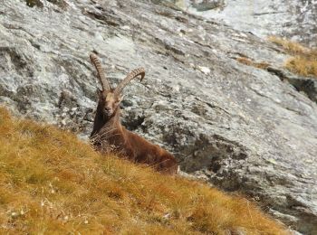 Trail On foot Champorcher - Sentiero 5C - Cuneu-Col Fussy - Photo