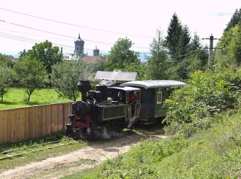 Tocht Te voet Covasna - Hotel Bradul - Poiana Palfei - Photo