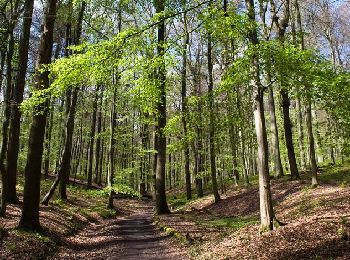 Tocht Stappen Hoeilaart - Forêt de Soignes 1 - départ Groenendael - Photo