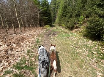 Tocht Stappen Libramont-Chevigny - Cani trail 5km avec raccourcis  - Photo