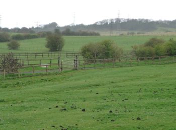 Trail On foot Gateshead - Red Kite Trail - Photo