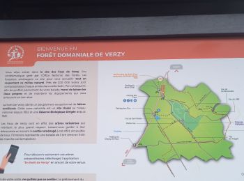 Trail Walking Verzy - les faux de Verzy - Photo