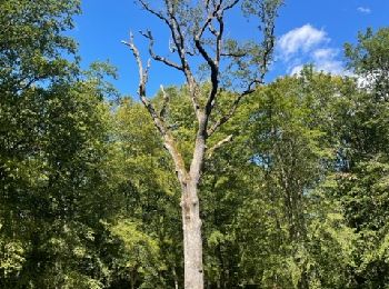 Tocht Stappen Saint-Forgeux-Lespinasse - Vivans : forêt départementale - Photo