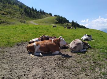 Tour Wandern Gemeinde Patsch - Patscherko - Photo