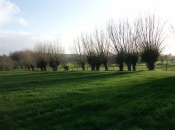 Tocht Te voet Poperinge - Zevekotepad Reningelst - Photo