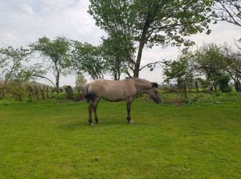 Tour Wandern Eijsden-Margraten - Eijsder Beemden  - Photo