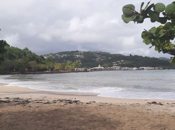 Tocht Stappen Le Robert - Pointe Savane - Plage du Raisiinier - Photo