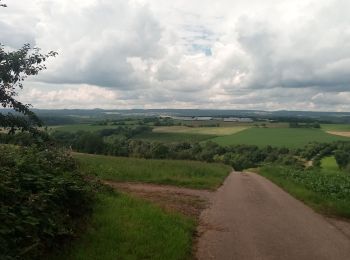 Percorso A piedi Elztal - Rundwanderweg Dallau 2: Lohäcker-Weg - Photo