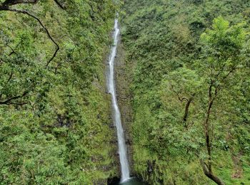 Tocht Stappen La Plaine-des-Palmistes - Cascade Biberon - Photo