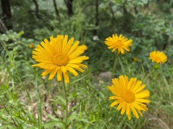 Randonnée Marche Saou - Saou : petite balade en forêt  - Photo