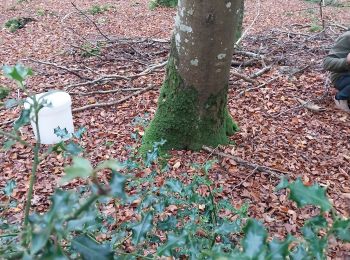 Excursión Senderismo Montfiquet - champignon - Photo
