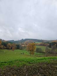 Excursión Senderismo Lierneux - A la découverte de la réserve naturelle de Colanhan avec Koda 🐕🥾 - Photo